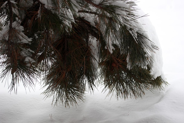 松の木の雪冬の抽象的な背景