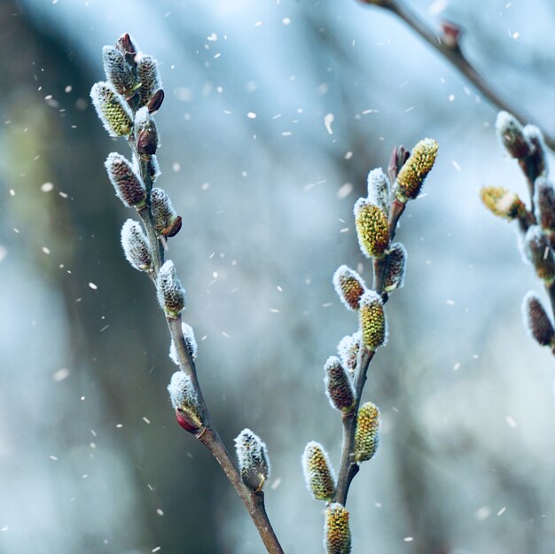 冬の季節、白く寒い日には植物に雪が降る