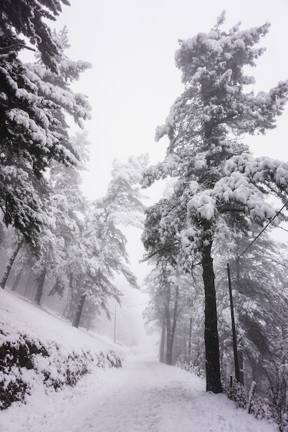 冬季、ビルバオ、スペインの山の路上で雪