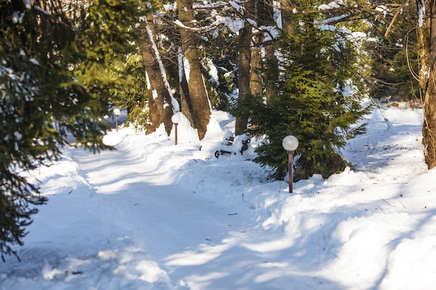 Snow road in the park in sunlight