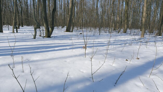 Photo snow in spring deciduous trees spring landscape with trees in forest spring forest flowers under