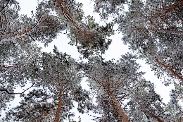 수 라미의 가문비 나무와 소나무 위로 눈, 아래에서 소나무 숲보기