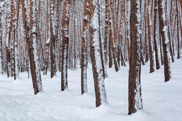 Snow over the spruces and pines in Surami, pine forest