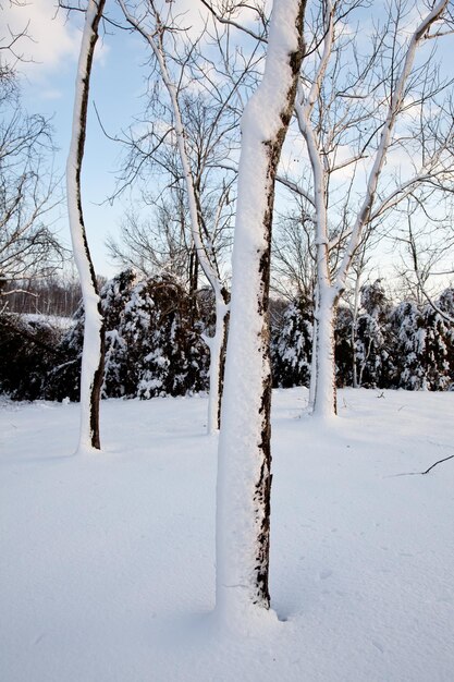 嵐の後、木の幹の側面に雪が付着している