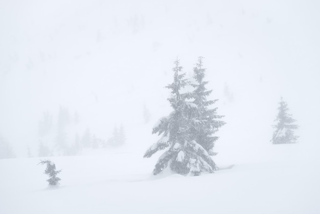 Snow storm in the winter mountains Landscape with spruce trees in the fog Natural background