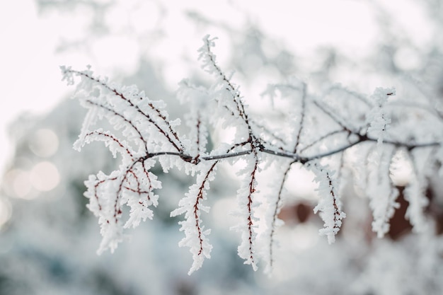 木の枝の上の雪 木の枝の上の霜 冬の風景