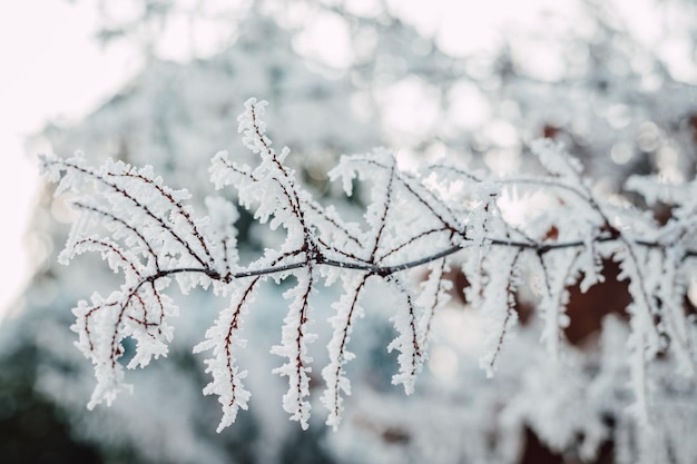 나무 가지 에 있는 눈 나무 가지 에 있는 얼음 겨울 풍경