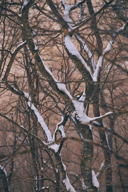 Neve sui rami degli alberi al tramonto