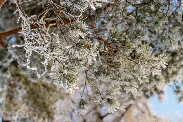 Snow on tree branches in a winter park Frosty weather