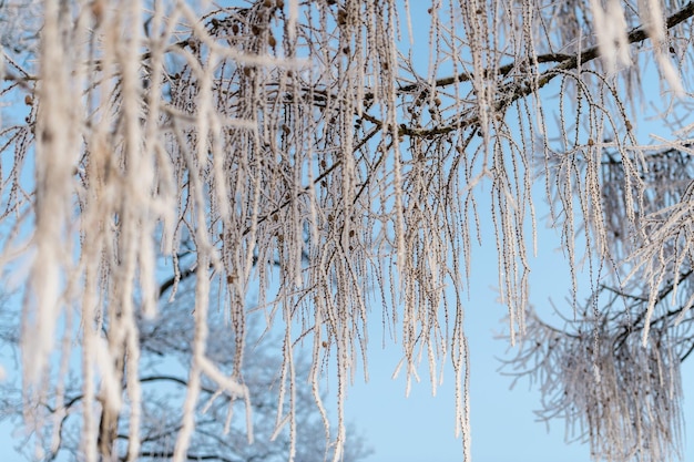 Снег на ветвях деревьев в зимнем парке Морозная погода