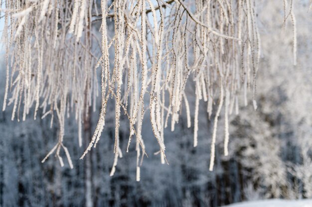 Snow on tree branches in a winter park Frosty weather