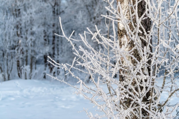 Snow on tree branches in a winter park Frosty weather