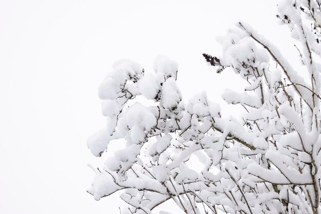 Foto neve sui rami degli alberi inverno vista degli alberi coperti di neve la gravità dei rami sotto la neve neve in natura