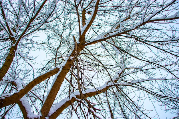 Snow on the tree branches Winter View of trees covered with snow The severity of the branches under the snow Snowfall in nature