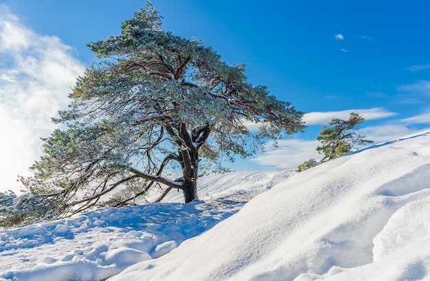 Foto tra la neve e l'albero