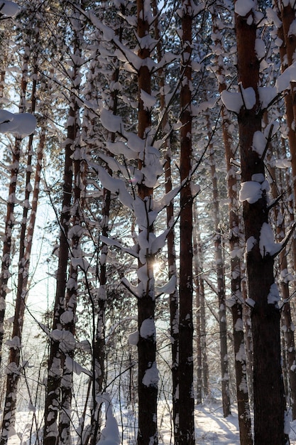 Snow on the trees in the woods