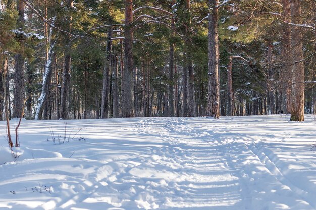 Snow walking path in a pine forest