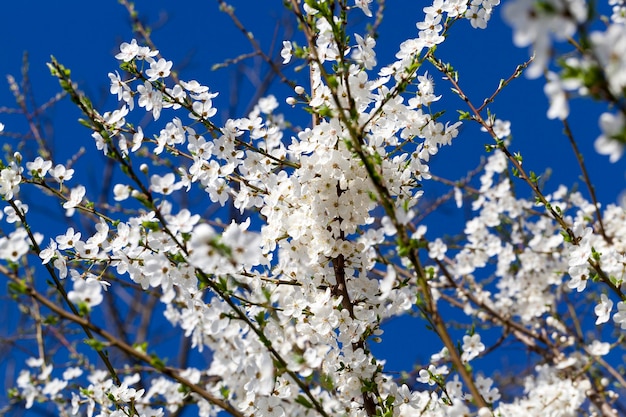 정원에있는 나무에 백설 공주, 농업 지역의 봄 자연의 특이성, 꽃은 꿀벌에 사용됩니다