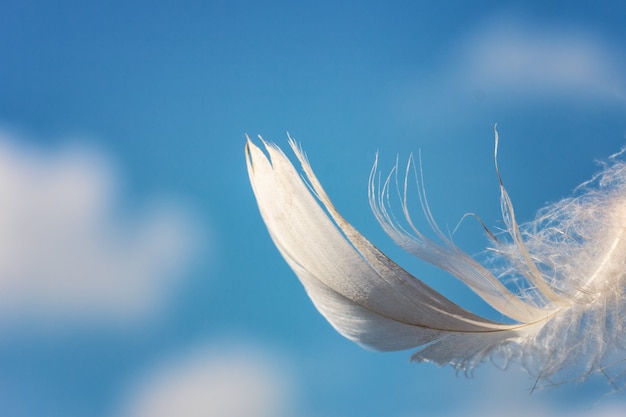 Photo snow-white feather on blue sky background