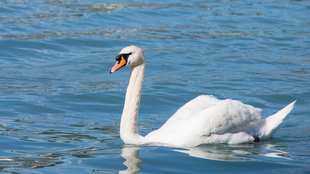 Snow white gorgeous swan swimming in the blue water