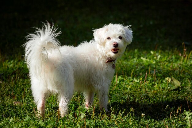 A snow-white lapdog in a green clearing. Close-up.