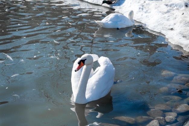 Snow white Mute Swan Cygnus olor swims in winter lake Swans are very graceful and beautiful monogamous birds place of wintering of swans