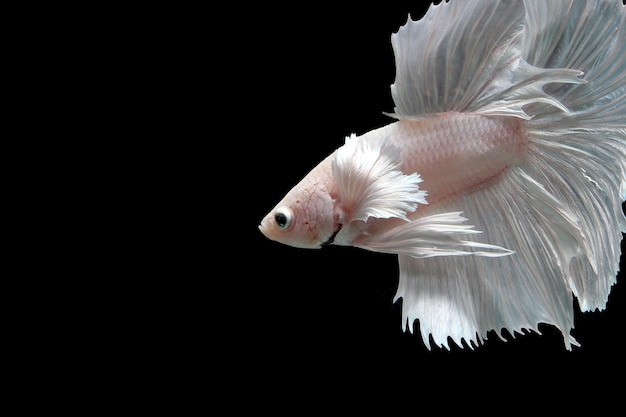 Snow white platinum halfmoon dumbo ear betta fish