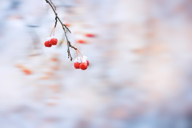 Snow on the wild red apples in winter forest. Blurred background