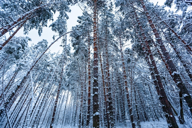 Snow winter forest with tall pines, snowy trees. Winter fairy forest covered with snow