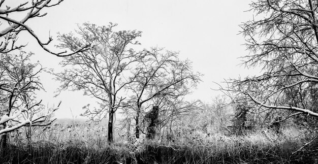 Snow winter sky cloud forest