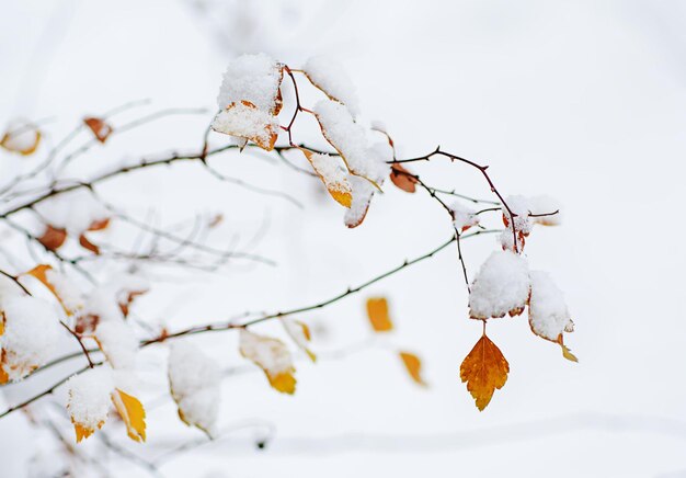 雪の下で