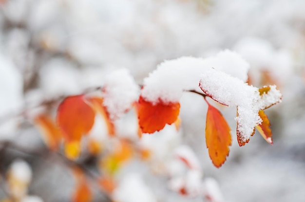 雪の下で