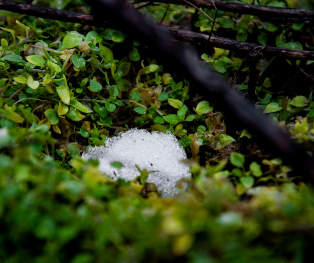 雪玉が草の中に座り、緑の植物に囲まれています。