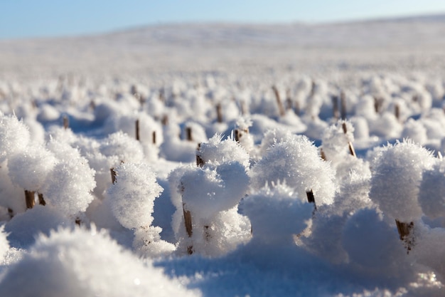 Palle di neve sulle stoppie taglienti del grano nella stagione invernale, tempo soleggiato, cristalli di neve sono visibili, primo piano