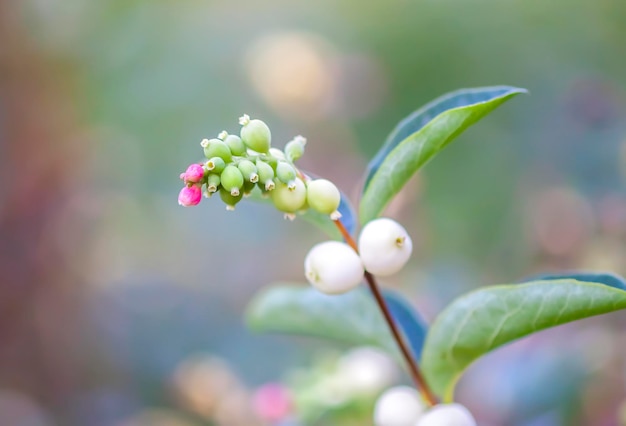 Snowberry white berries in winter