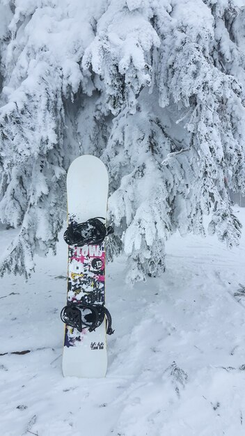 写真 吹雪の粉の日の後の雪松の木のスノーボード