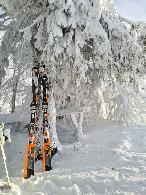 吹雪の粉の日の後、雪に覆われた松の木の近くでスノーボードとスキー