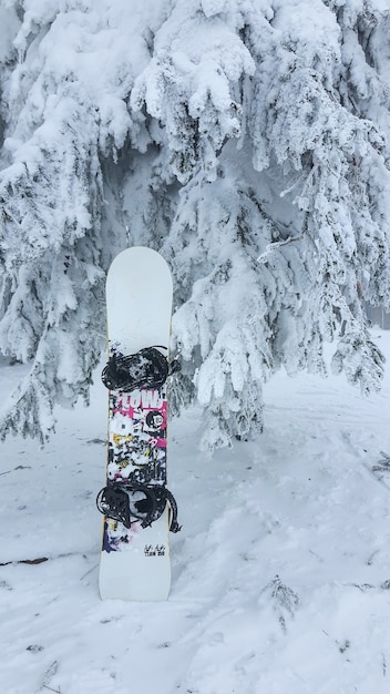 Snowboard in snow pine trees after blizzard powder day