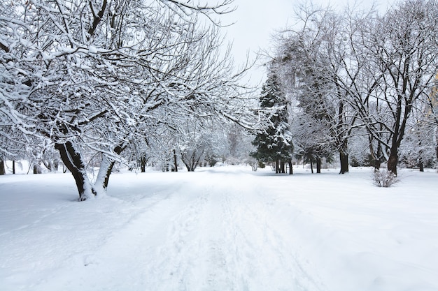 Snowbound trees in winter city park