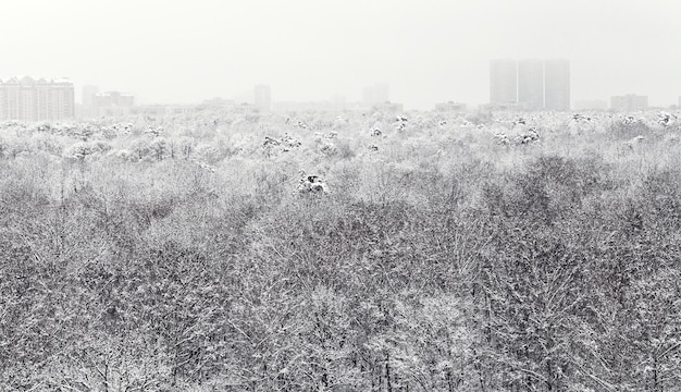 冬の雪に覆われた森と都会の家