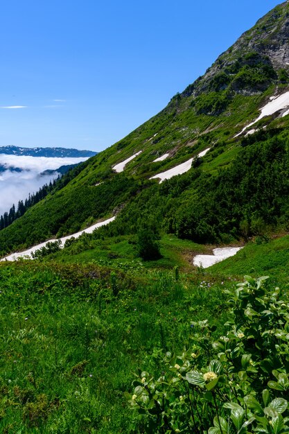 熱帯林の雪を頂いた山頂 アルプスの山々と牧草地