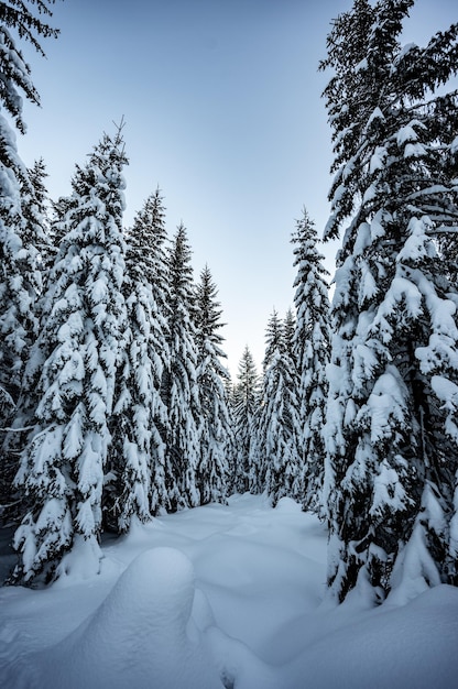 写真 凍りつくような日に雪を頂いたトウヒ 冬の山の風景