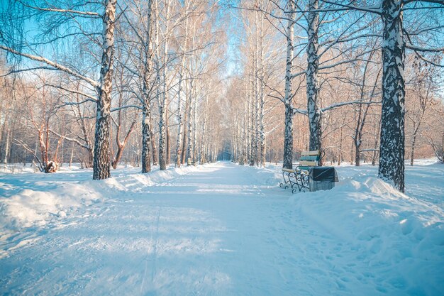 写真 冬の公園の雪に覆われた小道
