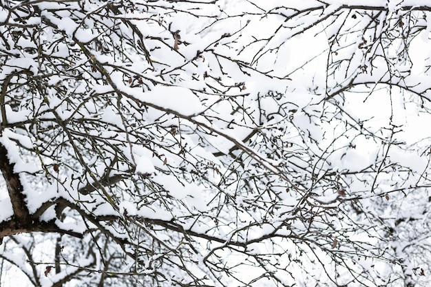서리가 내린 겨울날의 아름다운 자연 배경에 눈 덮인 사과 과수원