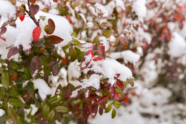 Snowcovered autumn tree branches with redgreen leaves