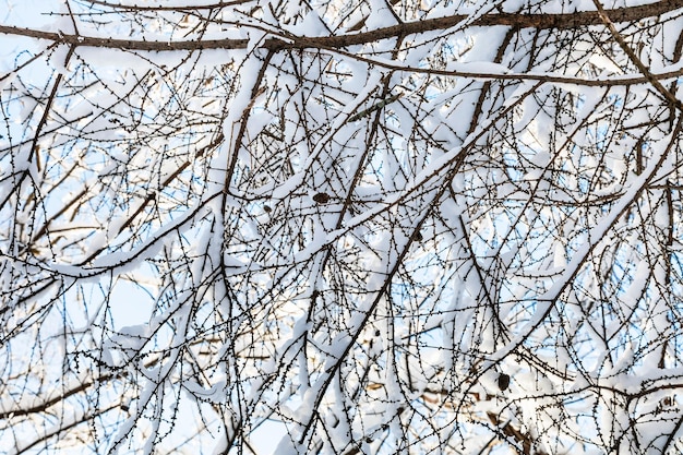 Rami innevati di larice nella giornata invernale