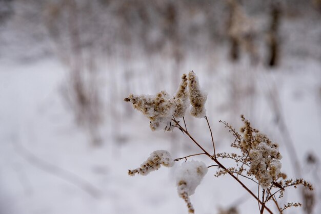 Foto rami di spine coperti di neve.