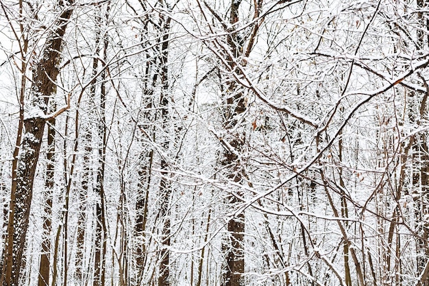 Snowcovered branches of trees in forest in winter