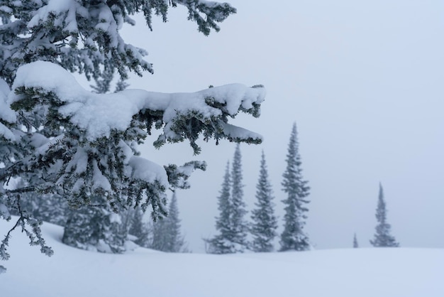 snowcovered branches of trees on the mountainside in Sheregesh during a blizzard in bad weather