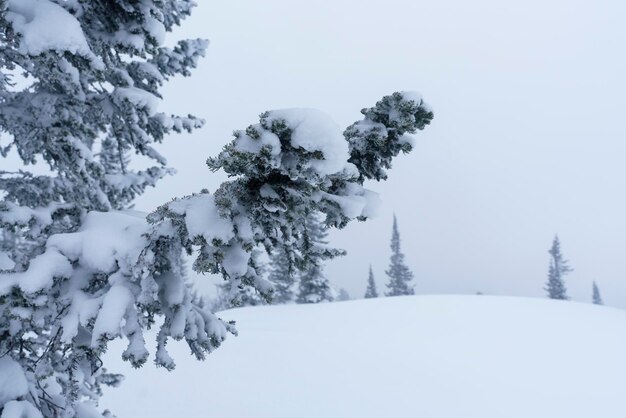 snowcovered branches of trees on the mountainside in Sheregesh during a blizzard in bad weather